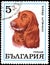 BULGARIA - CIRCA 1970: postage stamp, printed in Bulgaria, shows a Cocker Spaniel