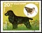 BULGARIA - CIRCA 1985: postage stamp, printed in Bulgaria, shows a Cocker Spaniel and Woodcock