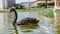 Bulgaria Samokov Black swan swims in a lake in the town of Samokov.