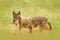 Bulgaria wildlife, Balkan in Europe. Golden jackal, Canis aureus, feeding scene on meadow, Madzharovo, Eastern Rhodopes. Wild dog