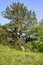 Bulgarian Black Pine tree Pinus heldreichii