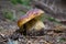 Bulgarian boletus.Good edible mushroom .Cep, Penny bun.