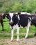 Bulgarian Brown Black White Domestic Cow `Bos Taurus` mammal - 09-04-2016 - Bistrets, Bulgaria