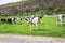 Bulgarian Brown Black White Domestic Cows `Bos Taurus` mammals