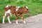Bulgarian Brown White Domestic Cow `Bos Taurus` mammal