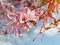 Bulgarian folklore tradition amulet Martenitsa on a branch of a blooming pink magnolia. Balkan amulet for love, luck, health and