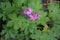 Bulgarian geranium - an aromatic plant used in traditional medicine
