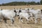 Bulgarian gray cattle