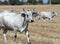 Bulgarian gray cattle