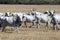 Bulgarian gray cattle