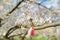 Bulgarian Martenitsa tied to a cherry tree branch. Symbol of national Bulgarian tradition