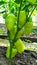 Bulgarian pepper close-up. Mature pepper fruits grow in a heap on the branches of a shrub in a greenhouse