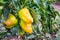 Bulgarian peppers on the bed in the ripening periodÐ¼_