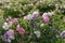 Bulgarian pink rose and lavender growing together