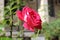A Bulgarian red rose in the late part of September in Blagoevgrad