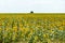 Bulgarian ripened sunflowers, autumn