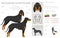 Bulgarian scenthound clipart. Different coat colors and poses set