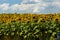 Bulgarian Sunflower field on a sunny day