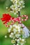 Bulgarian symbol of spring martenitsa bracelet. March 1 tradition white and red cord martisor and the first blossoming tree to