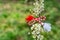 Bulgarian symbol of spring martenitsa bracelet. March 1 tradition white and red cord martisor and the first blossoming tree to