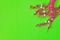 Bulgarian symbol of spring martenitsa on green