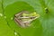 Bulging bright eyes of green frog on the leaf