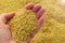 Bulgur made of wheat and a person touches the bulgur