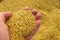 Bulgur made of wheat and a person touches the bulgur