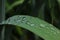 Bulk drops of transparent water on a green leaf.