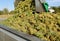 Bulk storage bin full of white wine grapes is emptied in the steel harvest trailer during the grape harvest