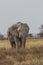 Bull African Elephant in Etosha National Park, Namibia