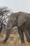 Bull African Elephant in Etosha National Park, Namibia