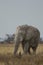 Bull African Elephant Grazing in Etosha National Park