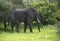 Bull African elephant with ivory tusks roaming the Serengeti of Tanzania, Africa