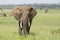 Bull African Elephant (Loxodonta africana) in Tanzania