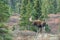 Bull Alaska Yukon Moose in Autumn