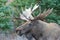 Bull Alaska Yukon Moose Portrait in Fall
