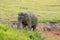 Bull Asian Elephant (Elephas maximus)