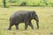 Bull Asian Elephant (Elephas maximus)