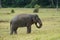 Bull Asian Elephant (Elephas maximus)