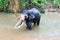 Bull Asian Elephant with tusks feeding while in the water in Pinnawala Sri Lanka