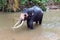 Bull Asian Elephant with tusks feeding while in the water in Pinnawala Sri Lanka