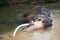 Bull Asian Elephant with tusks lying in the water in Pinnawala Sri Lanka