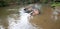 Bull Asian Elephant with tusks lying in the water in Pinnawala Sri Lanka