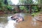 Bull Asian Elephant with tusks lying in the water in Pinnawala Sri Lanka