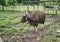 Bull in Baluran