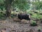 Bull in Baluran