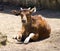 Bull banteng ruminant artiodactyl Bovid