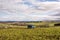 Bull beef feeder on a farmland in West Lothian, Scotland