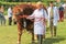 A bull being shown at a county show